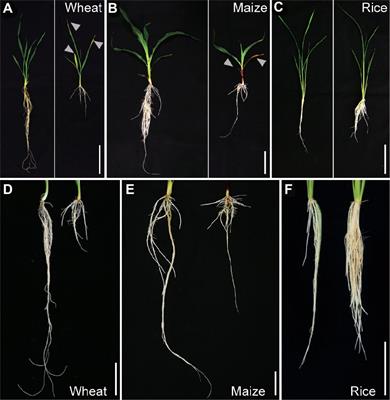 Root Cortex Provides a Venue for Gas-Space Formation and Is Essential for Plant Adaptation to Waterlogging